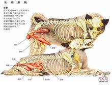 狗的生殖系統