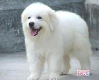 大型犬品種