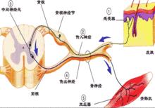 反射弧