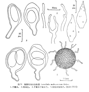 錦葵科內絲白粉菌