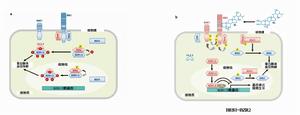 BR信號通路模型