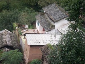 茶果樹村