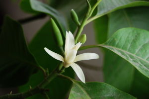 Magnolia × alba