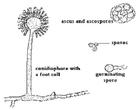 內分生孢子