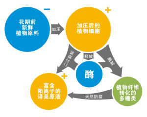 EMB譯美生物酶解陽離子技術