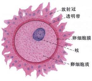 女性生殖生理