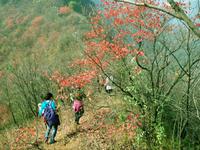 五朵山[湖北省襄陽市五朵山風景區]