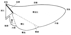 圖4. 翅的基本構造