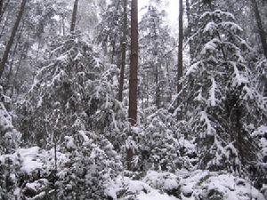 （圖）林海雪景