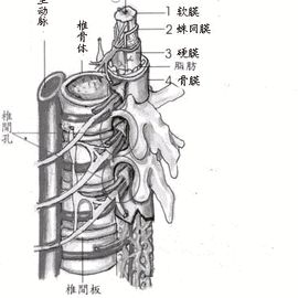 腰椎增生