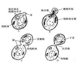 發酵原理