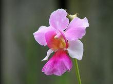 vanda miss joaquim