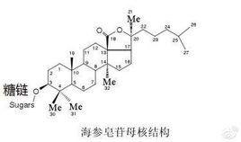 海參皂甙