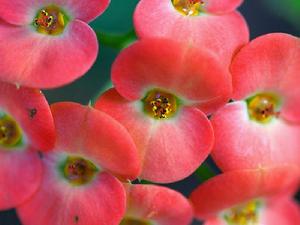 Euphorbia milii var. splendens