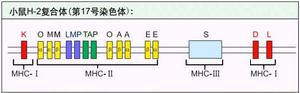 （圖）小鼠H-2複合體結構示意圖