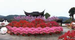 湘湖首屆百年映山紅花展