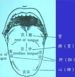 舌苔薄白