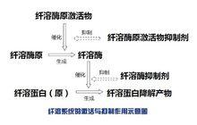 纖溶系統