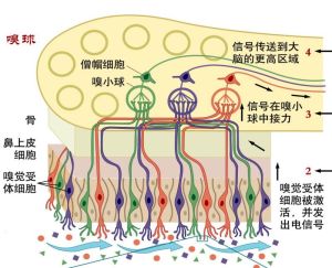 嗅覺喪失