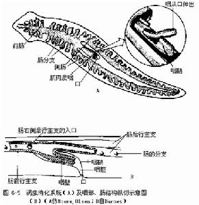 三角渦蟲消化系統及咽部、腸結構縱切示意圖