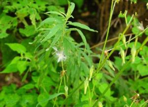 麗江毛鱗菊