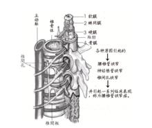 椎管狹窄病症