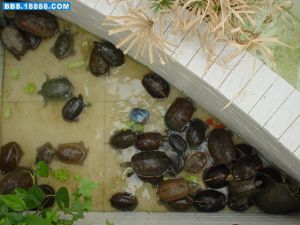 黃緣盒閉殼龜