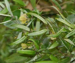 薯莨[百合目薯蕷科植物]