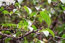 川鄂山茱萸[山茱萸科植物]