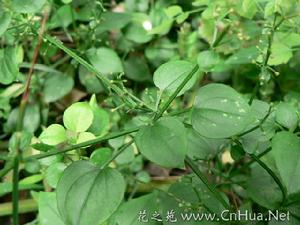 茜草烏龜湯