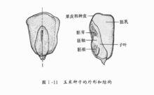 玉米種子的外觀及內部結構