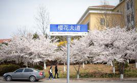 櫻花大道[中國海洋大學櫻花大道]