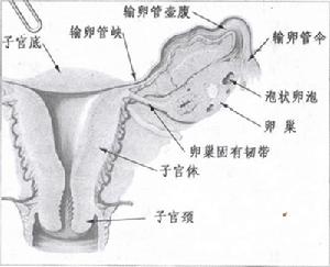 間質部