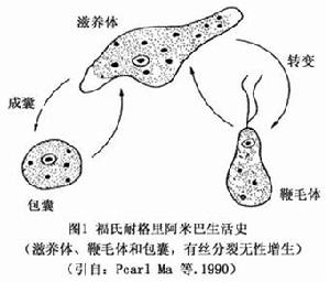 原發性阿米巴腦膜腦炎