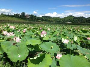 黃石湖水庫