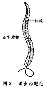 鞭毛運動