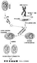 基因工程藥物模式圖