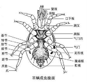 革蟎