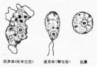 阿米巴腸病