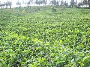 雲龍茶場自然村-茶葉種植