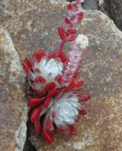 Dudleya farinosa