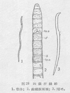 四囊桿絲蚓