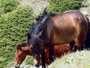 野馬飼養放生基地（野馬場）