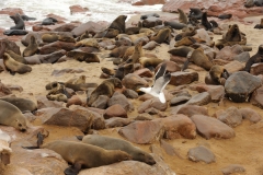納米比亞十字角海豹灘