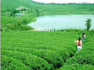 雲石三清茶