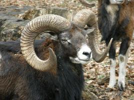 盤羊[牛科盤羊屬動物]