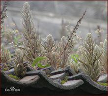 瓦松[景天科瓦松屬植物]