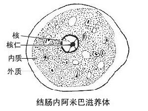 阿米巴滋養體