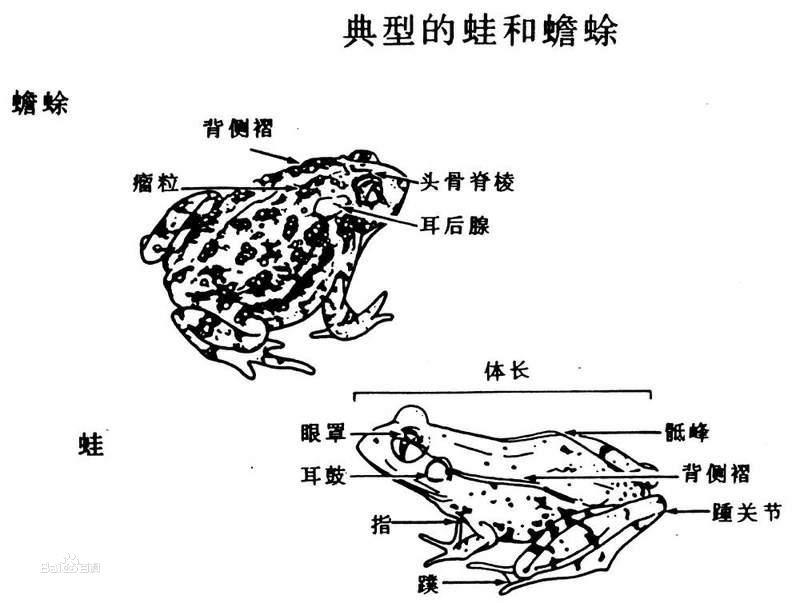 蟾蜍與青蛙的區別圖