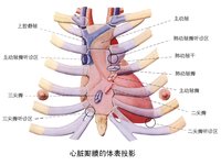 第二心音